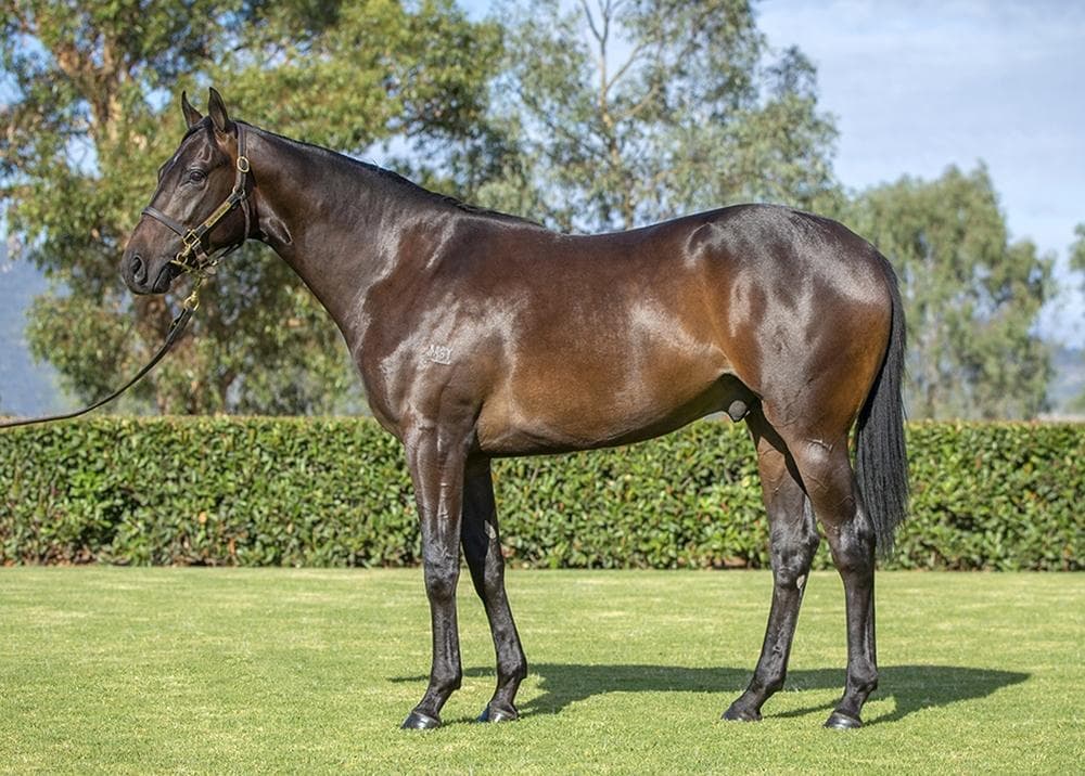 Unnamed Russian Revolution x Canadian Spice