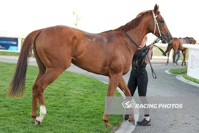Nic’s Choice Breaks Maiden At Pakenham